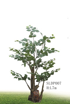 Trees/SLDP007