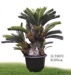 Trees/SLT007U